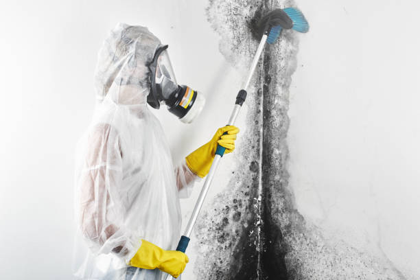 Environmental Consulting for Mold Prevention in Ruhenstroth, NV