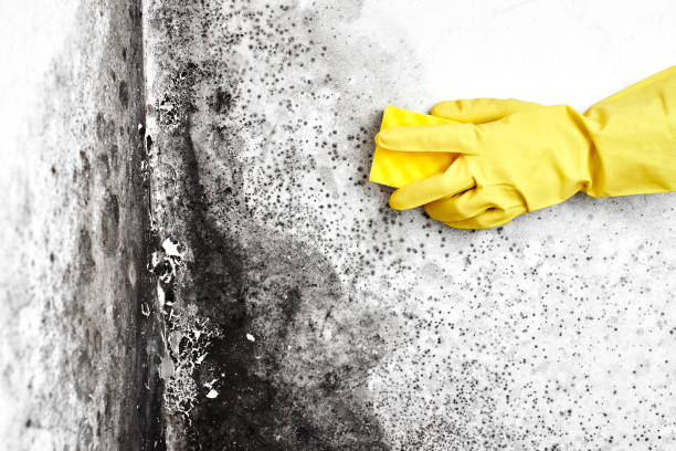 Best Commercial Mold Inspection  in Ruhenstroth, NV