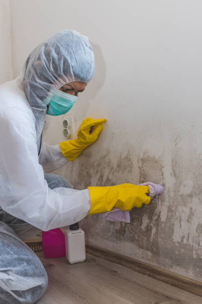 Best Black Mold Removal  in Ruhenstroth, NV
